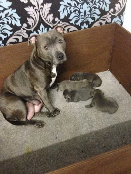 Amstaff  Štěňátka s pp